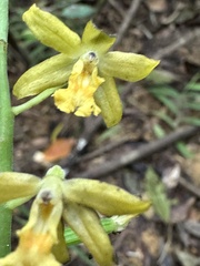 Cephalantheropsis obcordata