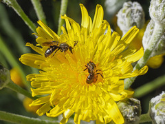 Lasioglossum chalcodes