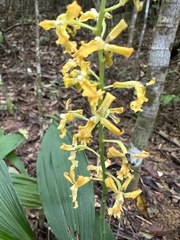 Cephalantheropsis obcordata