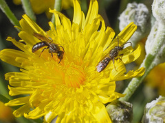 Lasioglossum chalcodes