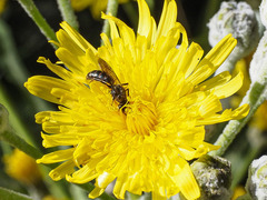 Lasioglossum chalcodes