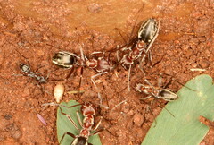 Anoplolepis custodiens