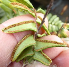 Pellaea calidirupium