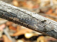 Glenoleon pulchellus