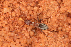 Anoplolepis custodiens