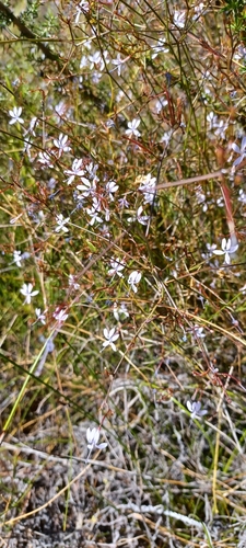 Image of Prismatocarpus diffusus by (c) Danie Palm, some rights reserved (CC BY)