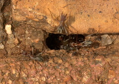 Anoplolepis custodiens