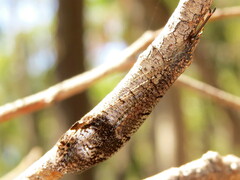 Glenoleon pulchellus