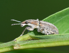 Charagmus gressorius