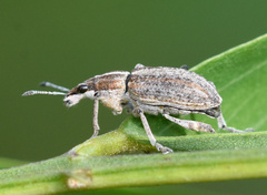 Charagmus gressorius