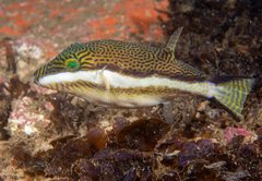 Canthigaster callisterna
