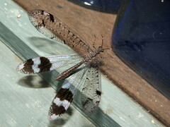 Glenoleon pulchellus