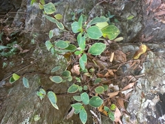 Peperomia leptostachya