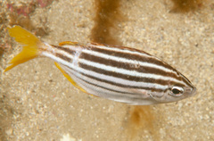 Atypichthys strigatus