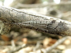 Glenoleon pulchellus