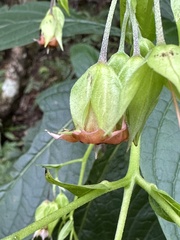 Trichodesma calycosum