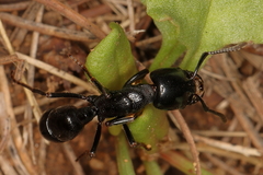Plectroctena mandibularis