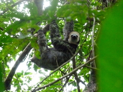 Bradypus tridactylus