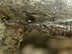 Glenoleon pulchellus