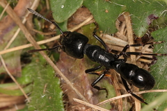 Plectroctena mandibularis