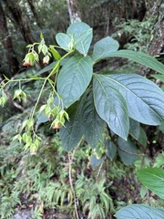 Trichodesma calycosum