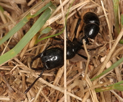 Plectroctena mandibularis