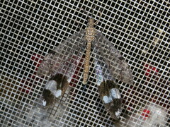 Glenoleon pulchellus