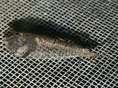 Glenoleon pulchellus