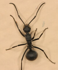 Polyrhachis schistacea