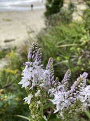 Veronica derwentiana