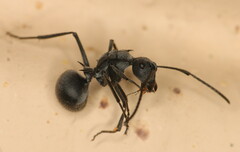 Polyrhachis schistacea