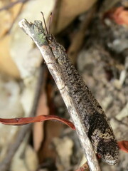 Glenoleon pulchellus