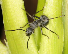 Polyrhachis schistacea