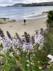 Veronica derwentiana