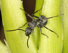 Polyrhachis schistacea