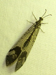 Glenoleon pulchellus