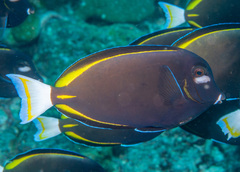 Acanthurus nigricans