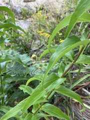 Veronica derwentiana