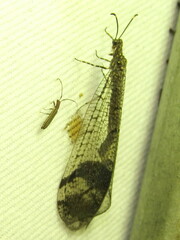 Glenoleon pulchellus