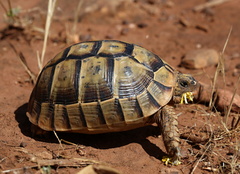 Testudo graeca soussensis