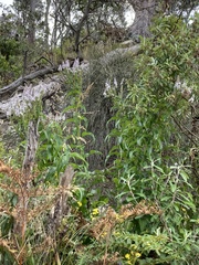 Veronica derwentiana