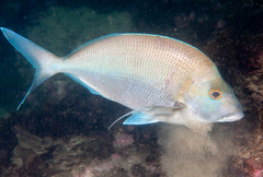 Nemadactylus douglasii