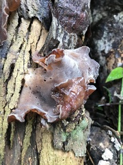 Auricularia auricula-judae