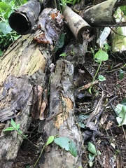 Auricularia auricula-judae