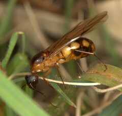 Camponotus maculatus