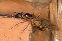 Camponotus maculatus