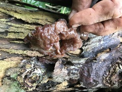 Auricularia auricula-judae