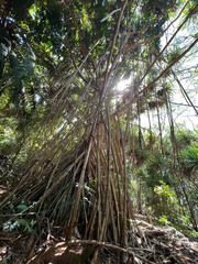 Pandanus tectorius tectorius