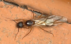 Camponotus maculatus