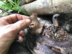 Auricularia auricula-judae